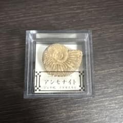 アンモナイト 化石 約2cm 展示ケース付きのサムネイル