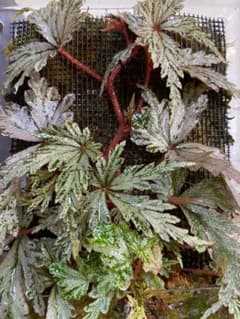 Begonia Polilloensis × Rajahポリロエンシス×ライヤ①のサムネイル