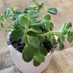 アロマティカス ハーブ 多肉植物 鉢ごとのサムネイル