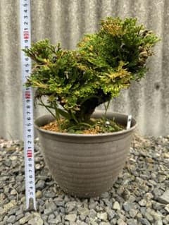 送料無料】30年物 岩松 イワヒバ 岩ヒバ 盆栽 山野草 高山植物 206