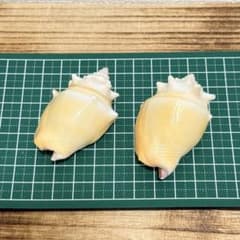 貝殻 2個セット █ 値下げなし █のサムネイル