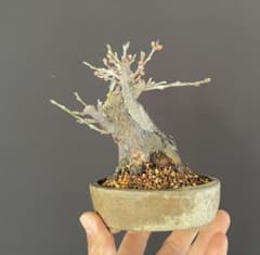白木盆栽園 野梅 小品盆栽 樹高12センチ 楓カエデ紅葉モミジ欅 