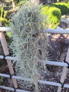 スパニッシュモス ✳ ウスネオイデスのサムネイル