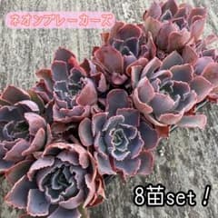 ☆ゆうパケットポスト発送☆多肉植物 エケベリア ＊8苗セット＊のサムネイル