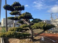 五葉松 最高級品 松 植木 ガーデニング 庭木 樹齢300年以上 - メルカリ