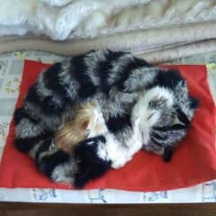3匹の猫の置き物のサムネイル