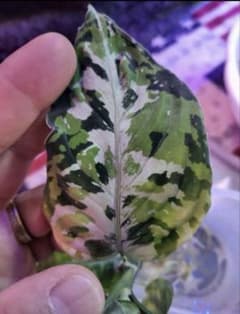 Aglaonema Pictum Padang TK - メルカリ