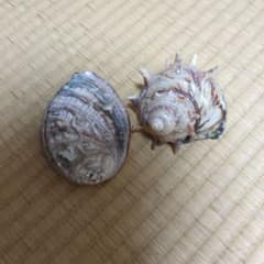天然貝殻 2個セット アワビ サザエ 置物のサムネイル