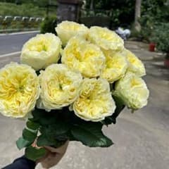 Micky様専用」 切り花品種バラ苗 レアバラ - メルカリ