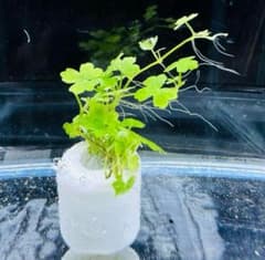 【1個】オーストラリアンドワーフヒドロコティレ 水草 無農薬 ポーラスリング付きのサムネイル