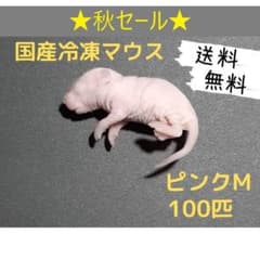 ☆秋セール☆ 国産冷凍マウス ピンクM 100匹(一部地域発送不可) - メルカリ