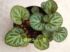 ゲンジスミレ 源氏 すみれ　苗のサムネイル