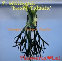 板付 観葉植物 超美株の子株です♫〖ビカクシダ・ウィリンキー・ドワーフタツタ〗 観葉植物 〖ビカクシダ・ウィリンキー ドワーフタツタ〗胞子 - メルカリ