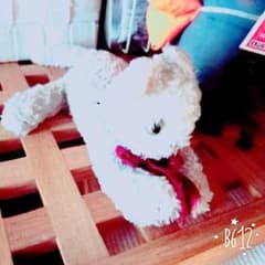 猫ちゃんぬいぐるみのサムネイル