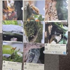 一番くじ爬虫類&両生類 Tiny Friends vol.3 H賞クリアファイルのサムネイル