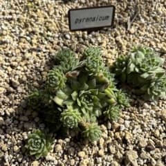 sempervivum Pyrenaicum ランナー2cm4個セットのサムネイル