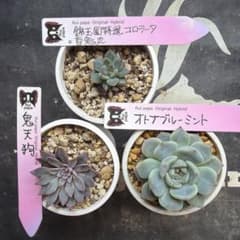 ルイパパさん苗 オトナブルーミント 鬼天狗 錦玉園特選コロラータ×百