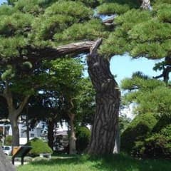 専用のサムネイル