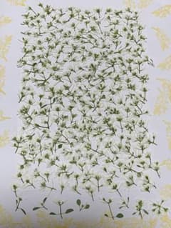 押し花ユーフォルビアダイアモンドスノー　ハガキサイズ大のサムネイル
