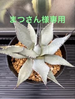 アガベ パリー ネオメキシカーナ I - メルカリ
