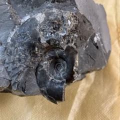 アンモナイト化石 約10cm 黒色 - メルカリ