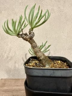 チレコドン　ペアルソニー④ 現地球　発根済み　鉢ごと発送　白象 塊根植物 チレコドン・ペアルソニー白象 現地球 鉢付き チレコドン