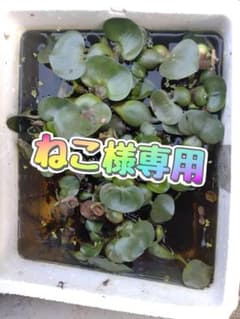 ねこ様専用　３株のサムネイル