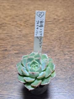 ☆kamiさん苗☆第4種郵便☆月曜日発送予定☆ - メルカリ