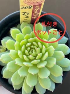 SSSさん苗　アウテンティカ×ホーリンゼ札付きポットごとメルカリ便 SSSさん苗 アウテンティカ×ホーリンゼ札付きポットごとメルカリ便