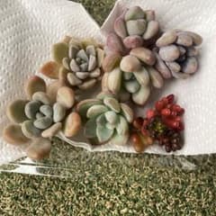 No.11 多肉植物 エケベリア 多肉弁当 ぷくつぶセット 寄せ植え 8個