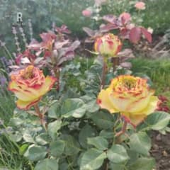 レア薔薇の枝 切り花品 - メルカリ