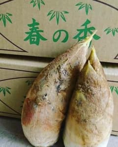 京都乙訓産直送たけのこ２キロのサムネイル