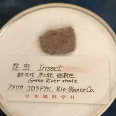 昆虫の化石のサムネイル