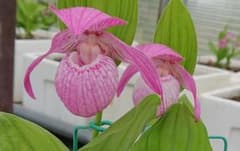 山野草 岩手産南部アツモリソウ 1株花芽1葉芽1 18-① - メルカリ