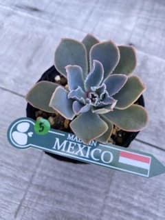 リクエスト出品　3頭チャザロイ　原種　Chazaroi エケベリア 紫色 5希少 原種 チャザロイ Echeveria chazaroi - メルカリ