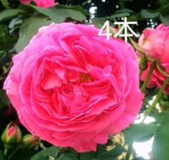 つるバラ挿し穂  4本のサムネイル