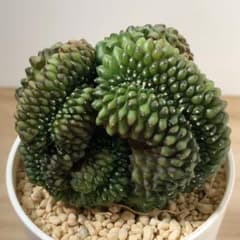 【レア】トゲ無し牡丹玉綴化 錦 ギムノカリキウム ミハノビッチ (実生) レア】トゲ無し牡丹玉綴化 錦 ギムノカリキウム ミハノビッチ (実生