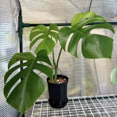 極上 モンステラ セブブルーフルミント