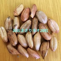 おおまさりネオ20粒おまけ3粒ありのサムネイル