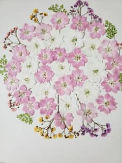 押し花素材 千鳥草のサムネイル