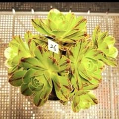 26#観葉植物 アエオニウム錦❤️グリ一ンファイア一錦❤️碧火❤6頭