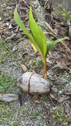 ココヤシ 発芽種子 苗木のサムネイル