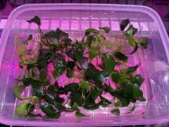 アヌビアス・ナナ　ミニ　1株　無農薬のサムネイル