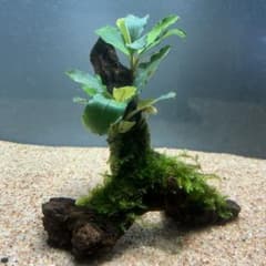 第四種郵便】南米モス活着ブセファランドラティアグリーン付き流木