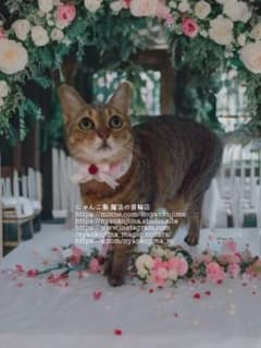 【可憐になれちゃう首輪】猫用首輪 記念価格!安全バックル レース ハンドメイドのサムネイル