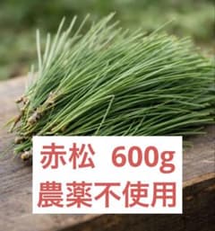 赤松 松葉 600g国産 自然素材 お茶・クラフト用即日発送！即購入可能！のサムネイル