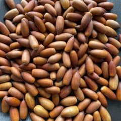 どんぐり100個　マテバシイ＋帽子付きどんぐり10個セットのサムネイル