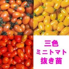 三色フルーツミニトマト抜き苗 3株 オレンジ 黄色 赤アイコ 圣女果 小