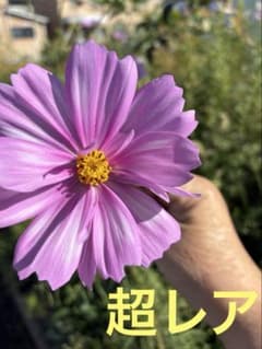 コスモス 種子のサムネイル