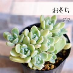 多肉植物【おもち】つぶつぶ屋さん ポットごと or 抜き苗 6㎝ポット